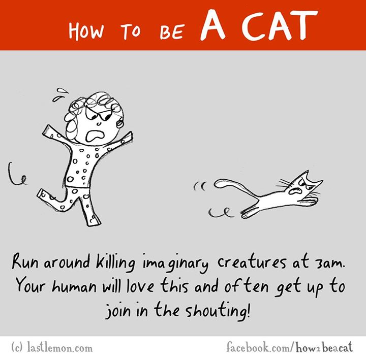 cartoon - How To Be A Cat D Run around killing imaginary creatures at sam. Your human will love this and often get up to join in the shouting! c lastlemon.com facebook.comhow2 beacat