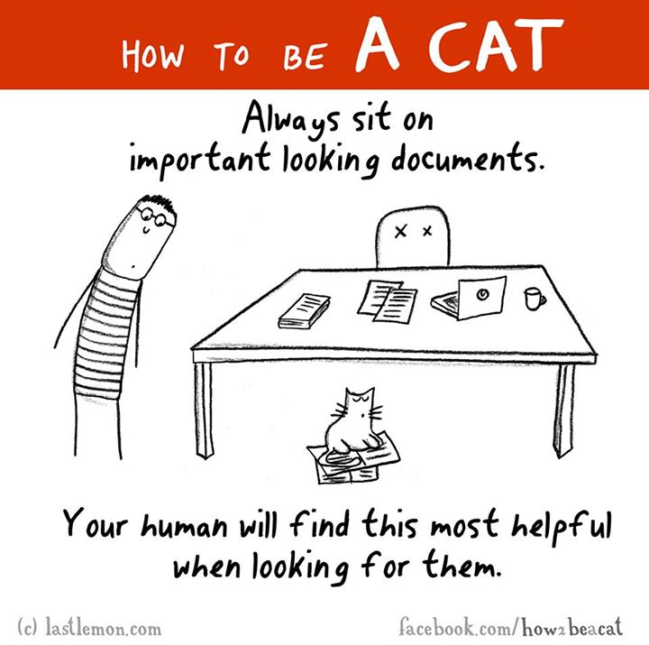 cartoon - How To Be A Cat Always sit on important looking documents. Your human will find this most helpful when looking for them. facebook.comhowa beacat c lastlemon.com