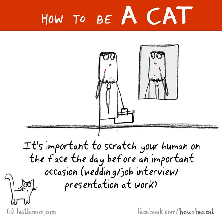 cartoon - How To Be It's important to scratch your human on the face the day before an important occasion weddingjob interview, 7 voor presentation at work. c lastlemon.com facebook.comhowa beacat