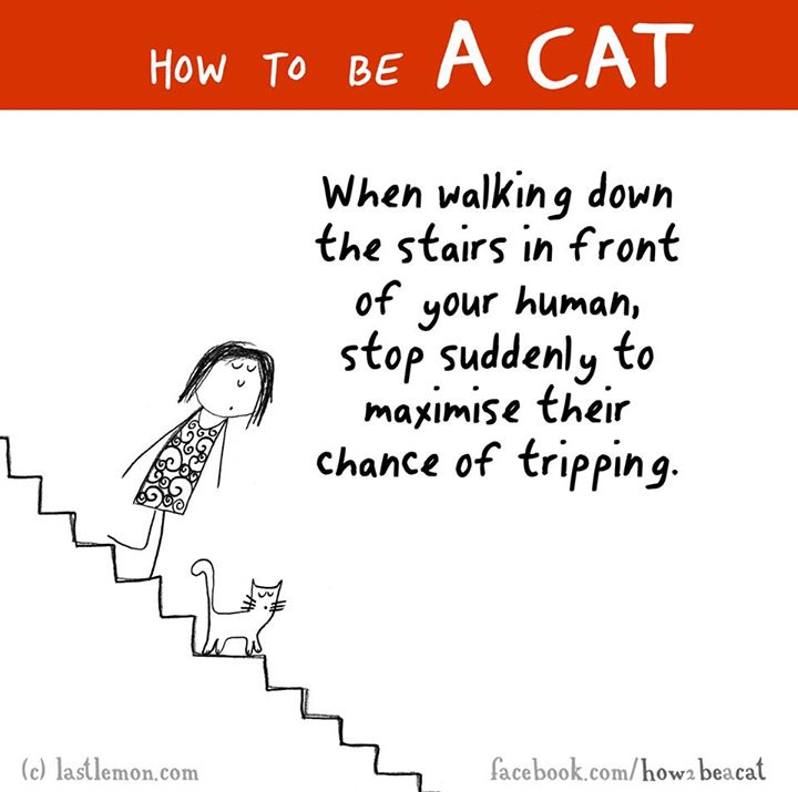 paper - How To Be When walking down the stairs in front of your human, stop suddenly to maximise their chance of tripping. Solo c lastlemon.com facebook.comhow2 beacat