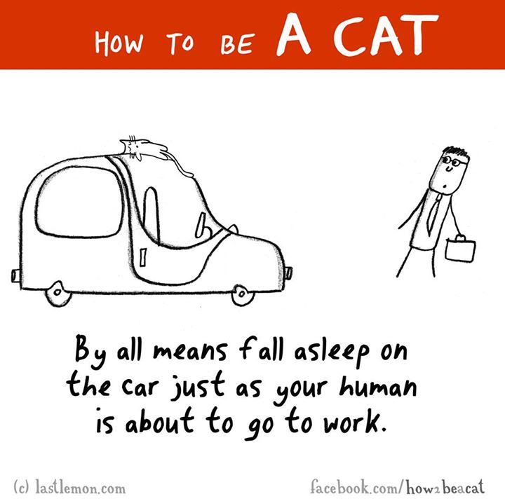 cartoon - How To Be A Cat By all means fall asleep on the car just as your human is about to go to work. c lastlemon.com facebook.comhow2 beacat