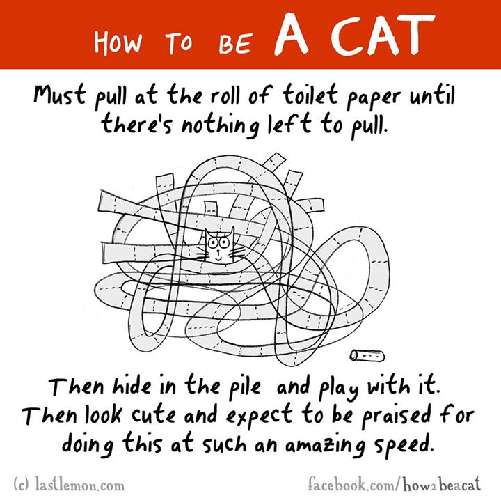 drawing - How To Be A Cat Must pull at the roll of toilet paper until there's nothing left to pull. Then hide in the pile and play with it. Then look cute and expect to be praised for doing this at such an amazing speed. c lastlemon.com facebook.comhow2 b