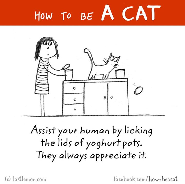 cat cartoon - How To Be A Cat Assist your human by licking the lids of yoghurt pots. They always appreciate it. c lastlemon.com facebook.comhowa beacat
