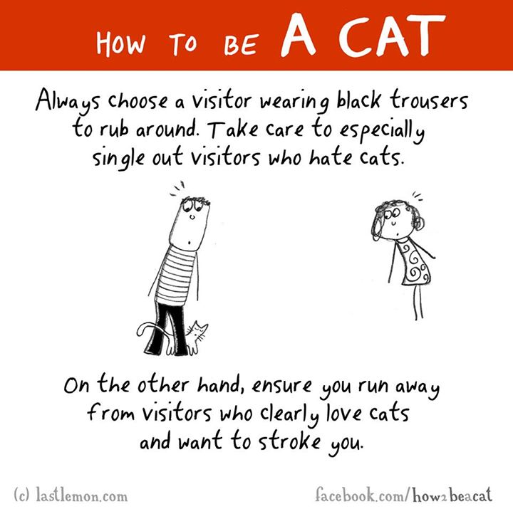 human behavior - How To Be A Cat Always choose a visitor wearing black trousers to rub around. Take care to especially single out visitors who hate cats. on the other hand, ensure you run away from visitors who clearly love cats and want to stroke you. c 