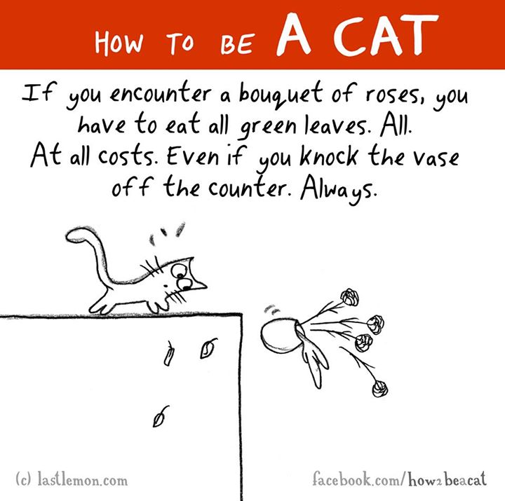 animal - How To Be A Cat If you encounter a bouquet of roses, you have to eat all green leaves. All. At all costs. Even if you knock the vase off the counter. Always. c lastlemon.com facebook.comhowa beacat