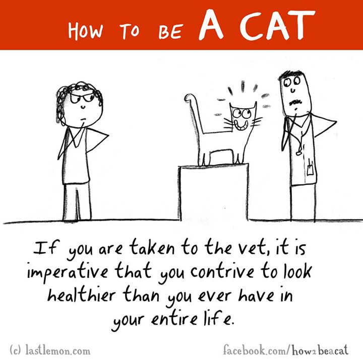 cat lastlemon - How To Be A Cat If you are taken to the vet, it is imperative that you contrive to look healthier than you ever have in your entire life. facebook.comhowa beacat c lastlemon.com