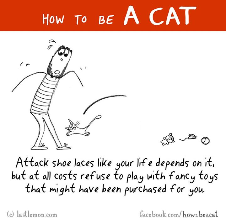 cartoon - How To Be A Cat Attack shoe laces your life depends on it, but at all costs refuse to play with fancy toys that might have been purchased for you. c lastlemon.com facebook.comhowz beacat