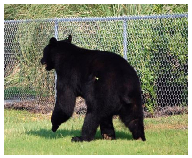 This resident Black Bear had begun to get a little to close to urban areas in Florida, America. So authorities decided to take action by darting the bear.
