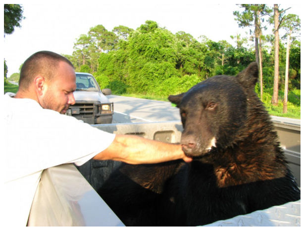 Adam rode with the sedated bear the whole way to his new home among the forest.