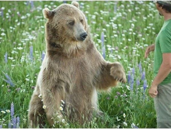 Man Saves A Grizzly Cub And Gets A Friend For Life