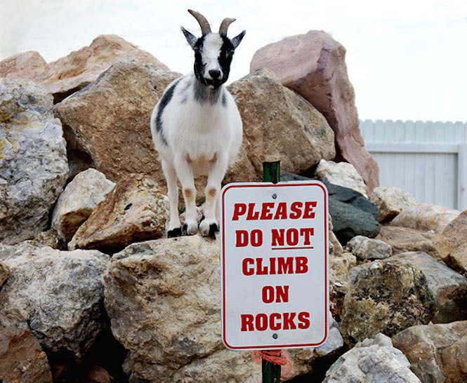 badass goat - Please Do Not Climb On Rocks