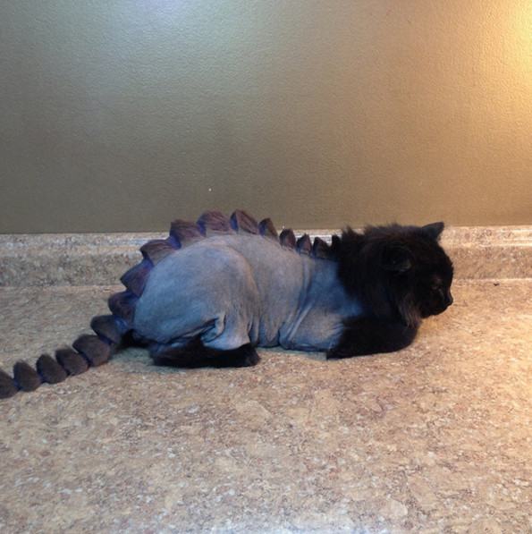 19 Cats That Got Shamed By Owners