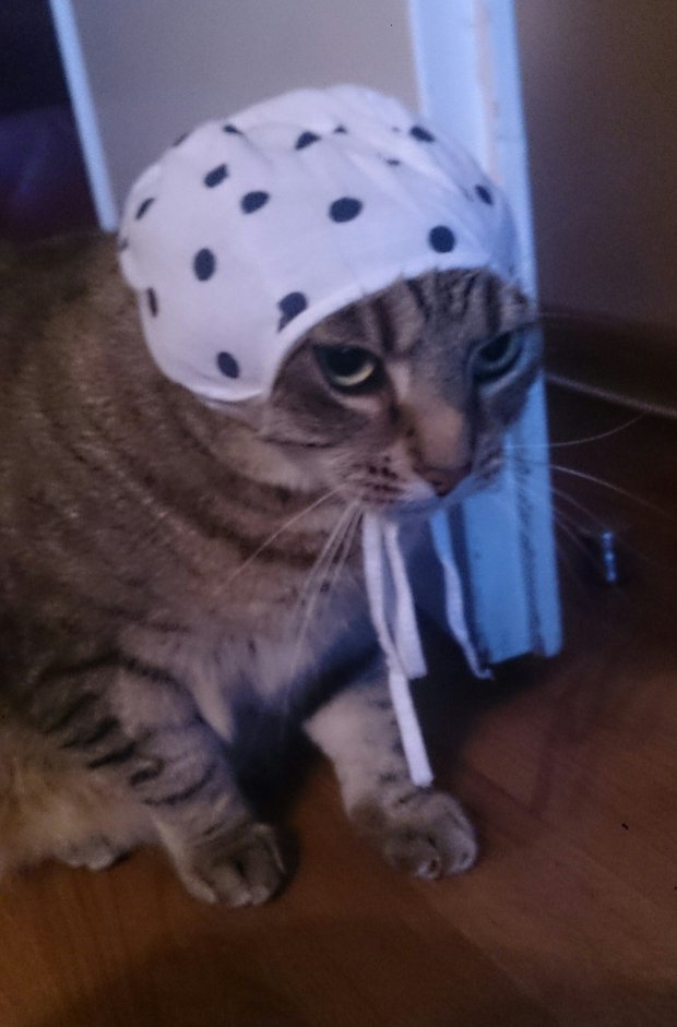 19 Cats That Got Shamed By Owners