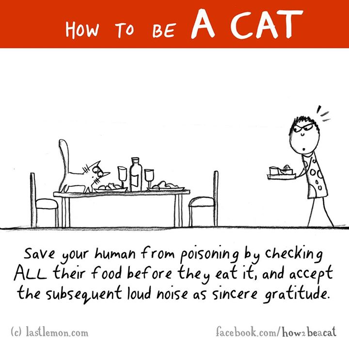 cartoon - How To Be Save your human from poisoning by checking All their food before they eat it, and accept the subsequent loud noise as sincere gratitude. c lastlemon.com facebook.comhow2 beacat