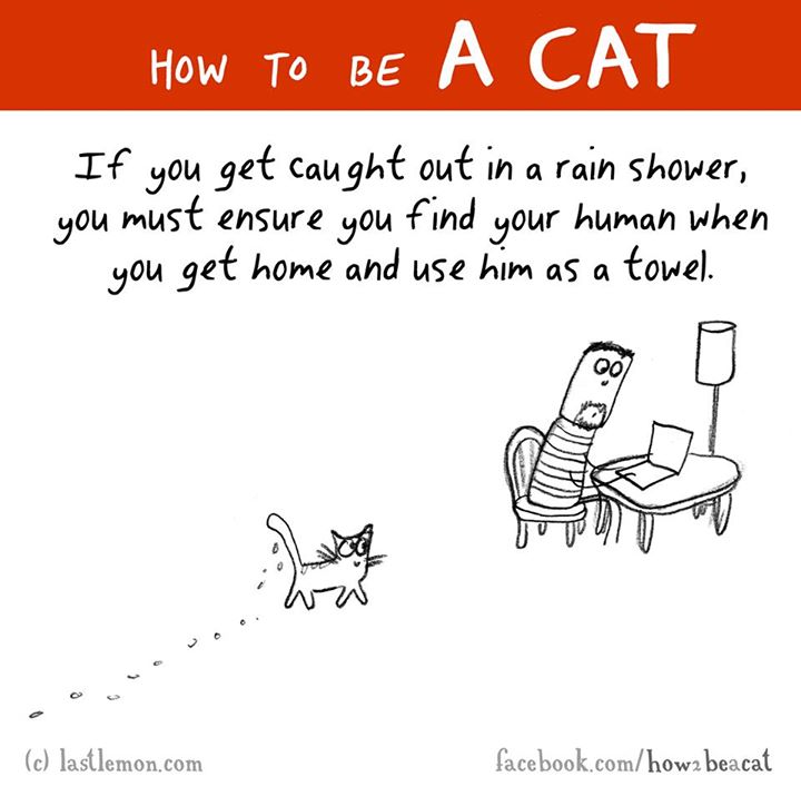 drawing - How To Be A Cat If you get caught out in a rain shower, you must ensure you find your human when you get home and use him as a towel. c lastlemon.com facebook.comhow2 beacat