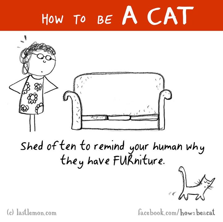 cat lisa swerling - How To Be A Cat Shed often to remind your human why they have FUniture. wa facebook.comhowa beacat c lastlemon.com