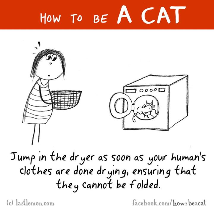 act like a cat - How To Be A Cat 00000 Jump in the dryer as soon as your human's clothes are done drying, ensuring that they cannot be folded. c lastlemon.com facebook.comhow2 beacat