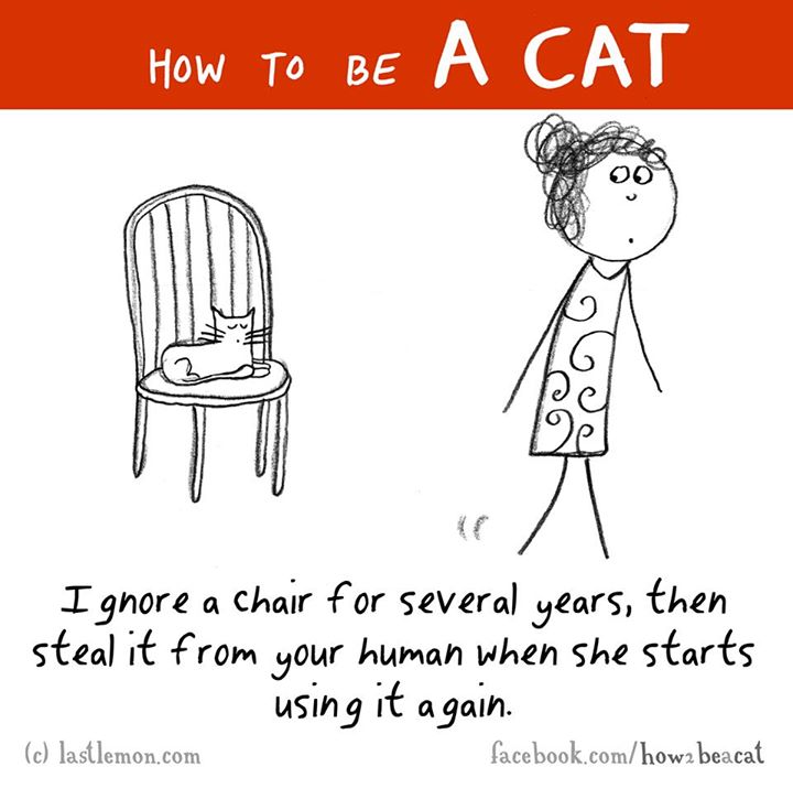 cartoon - How To Be Ignore a chair for several years, then steal it from your human when she starts using it again. facebook.comhow2 beacat c lastlemon.com