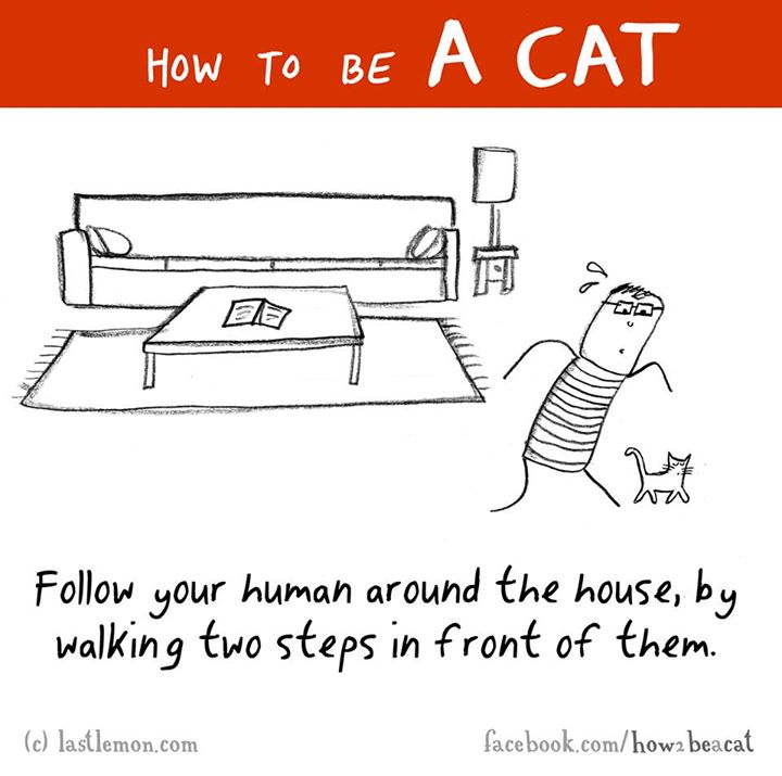 cartoon - How To Be A Cat w Ele your human around the house, by walking two steps in front of them. c lastlemon.com facebook.comhow2 beacat