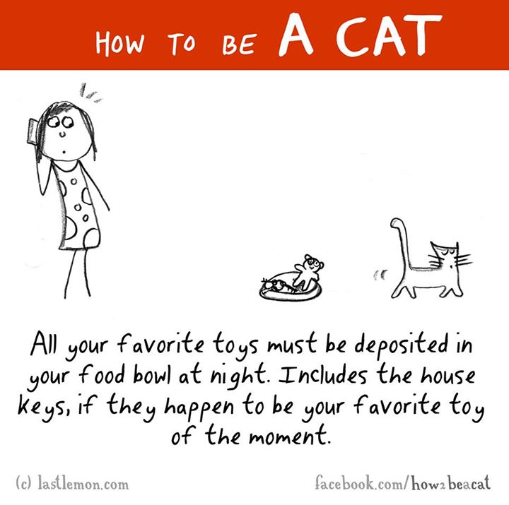 cartoon - How To Be | 213 All your favorite toys must be deposited in your food bowl at night. Includes the house Keys, if they happen to be your favorite toy of the moment. c lastlemon.com facebook.comhow2 beacat