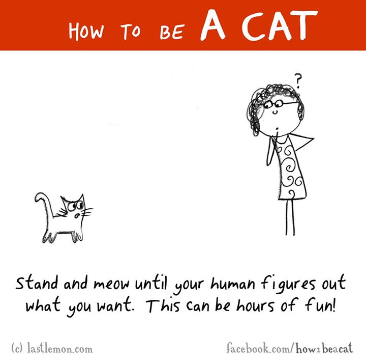 cartoon - How To Be stand and meow until your human figures out what you want. This can be hours of fun! c lastlemon.com facebook.comhow2 beacat