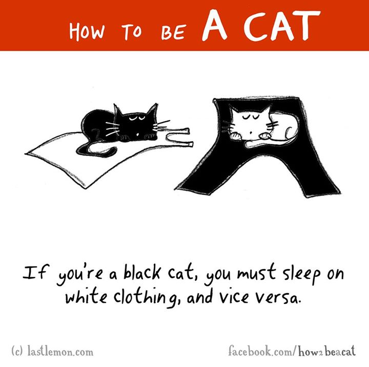 cat and black clothes meme - How To Be A Cat If you're a black cat, you must sleep on white clothing, and vice versa. c lastlemon.com facebook.comhowa beacat