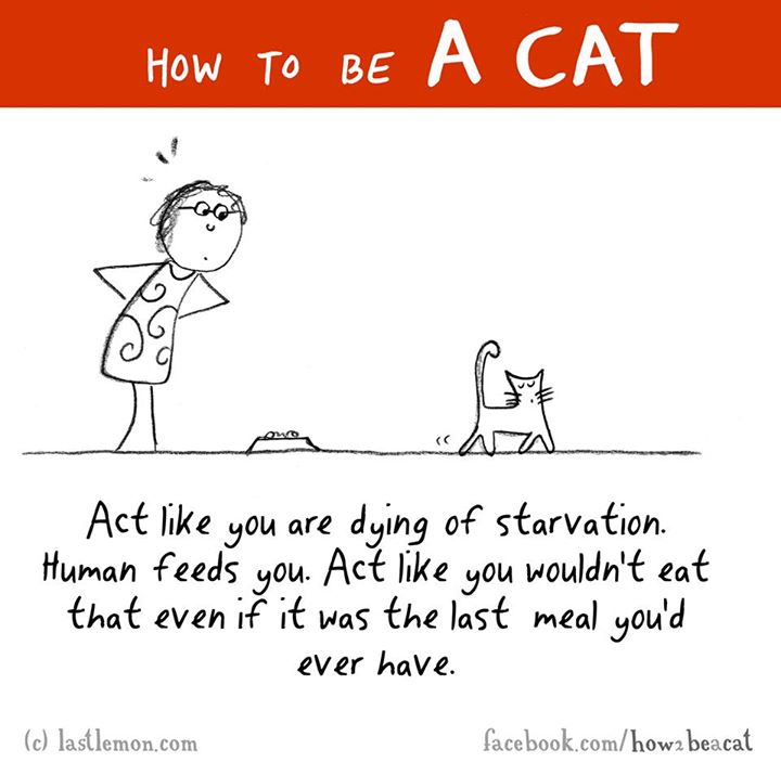 cartoon - How To Be A Cat Act you are dying of starvation. Human feeds you. Act you wouldn't eat that even if it was the last meal you'd ever have. c lastlemon.com facebook.comhowa beacat