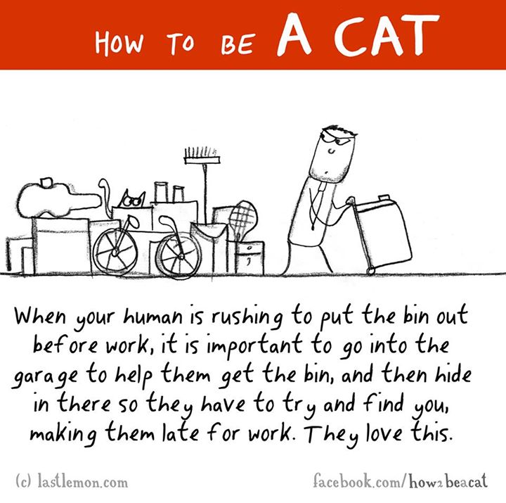 cartoon - How To Be A Cat When your human is rushing to put the bin out before work, it is important to go into the garage to help them get the bin, and then hide in there so they have to try and find you, making them late for work. They love this. facebo
