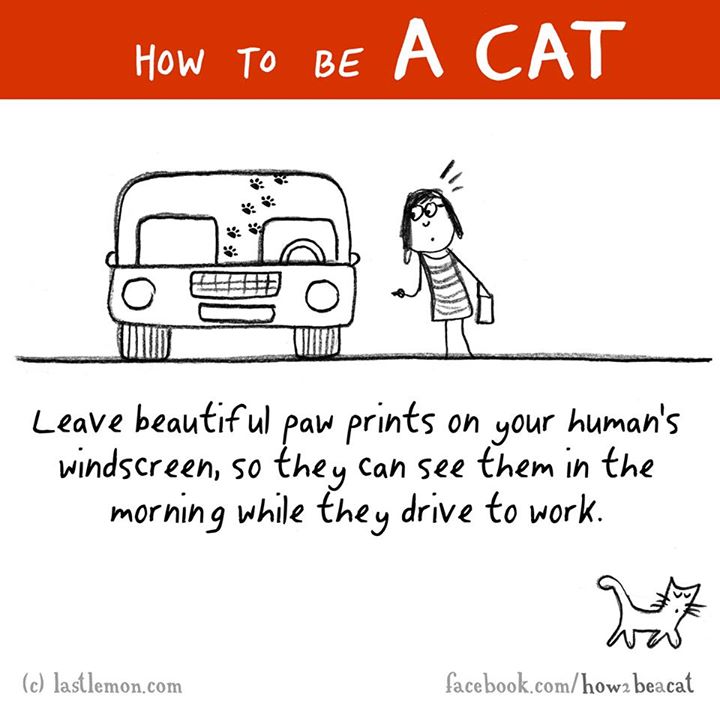 cat lisa swerling - How To Be A Cat Leave beautiful paw prints on your human's windscreen, so they can see them in the morning while they drive to work. war facebook.comhowa beacat c lastlemon.com
