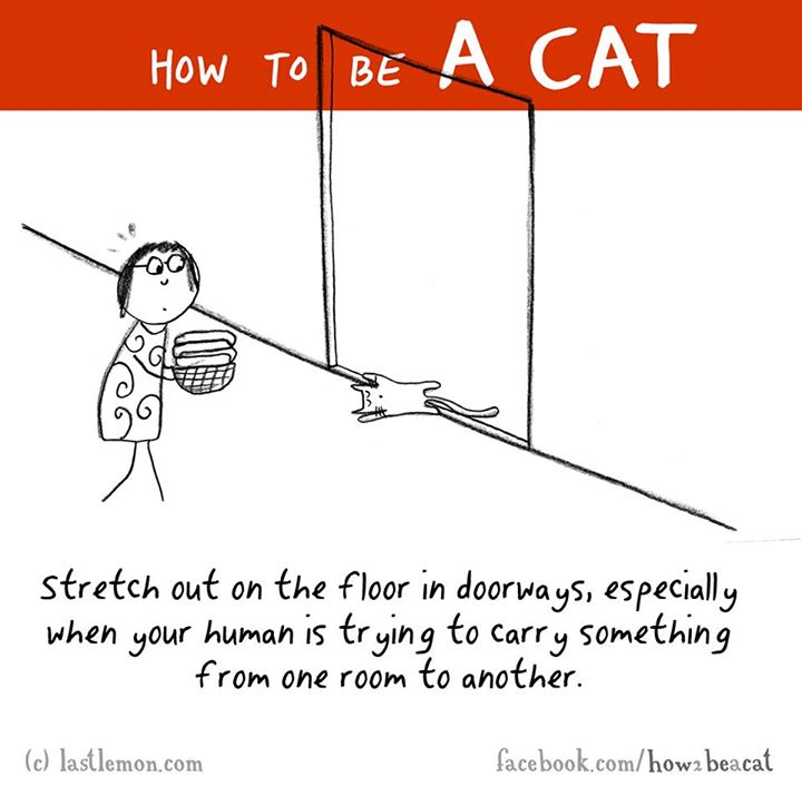 diagram - How To Be A Cat stretch out on the floor in doorways, especially when your human is trying to carry something from one room to another. c lastlemon.com facebook.comhow2 beacat