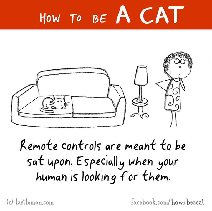 cartoon - How To Be A Cat Remote controls are meant to be sat upon. Especially when your human is looking for them. c lastlemon.com facebook.comhowa beacat