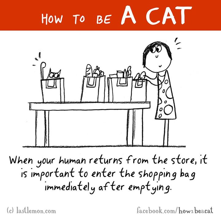 Cat - How To Be When your human returns from the store, it is important to enter the shopping bag immediately after emptying. c lastlemon.com facebook.comhow2 beacat