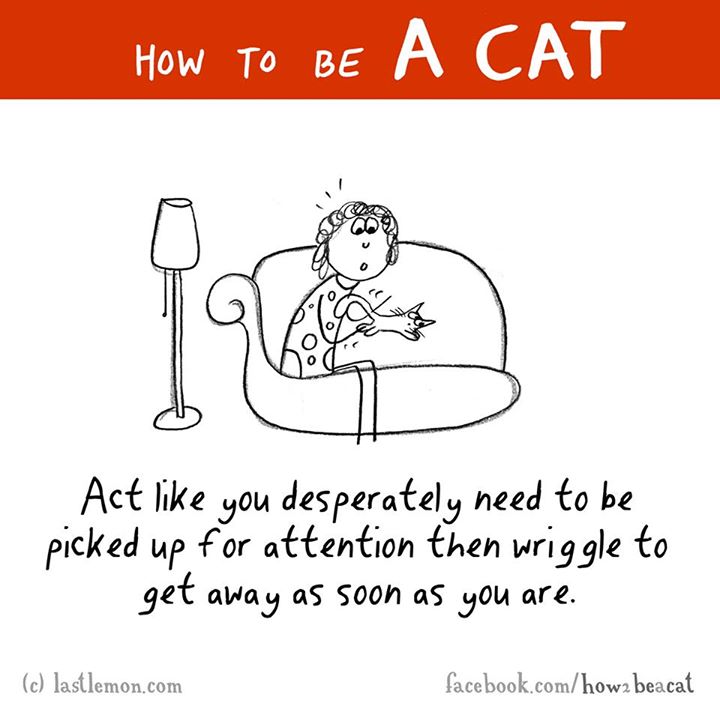 cartoon - How To Be A Cat Act you desperately need to be picked up for attention then wriggle to get away as soon as you are. c lastlemon.com facebook.comhowz beacat