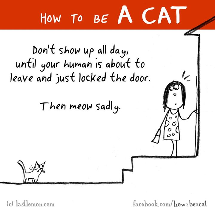 human behavior - How To Be Don't show up all day, until your human is about to leave and just locked the door. Then meow sadly. ht c lastlemon.com facebook.comhowa beacat