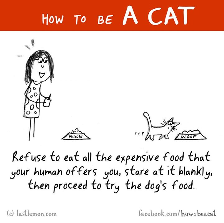 cartoon - How To Be A Cat cechy woorde Refuse to eat all the expensive food that your human offers you, stare at it blankly, then proceed to try the dog's food. c lastlemon.com facebook.comhow2 beacat