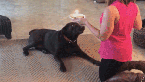 29 Best Gifs Of Hilarious Dog Behavior