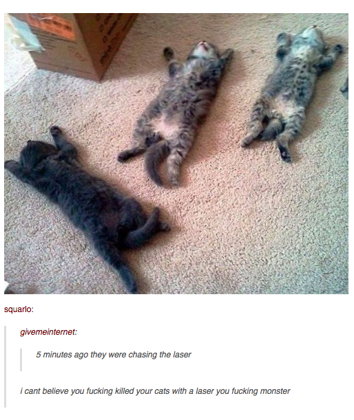 19 Hilarious Pictures Of Cats With Even More Hilarious Comments