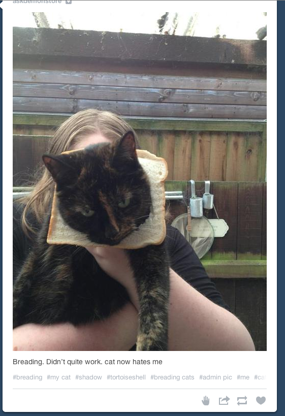 19 Hilarious Pictures Of Cats With Even More Hilarious Comments