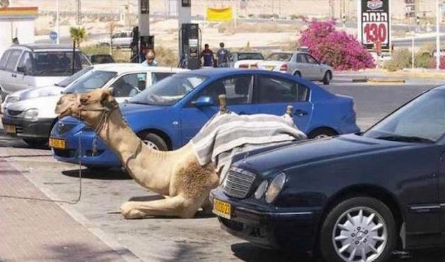 camel parking