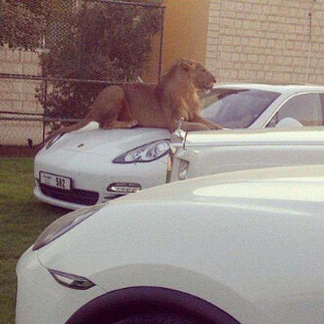 dubai lions in cars - 25