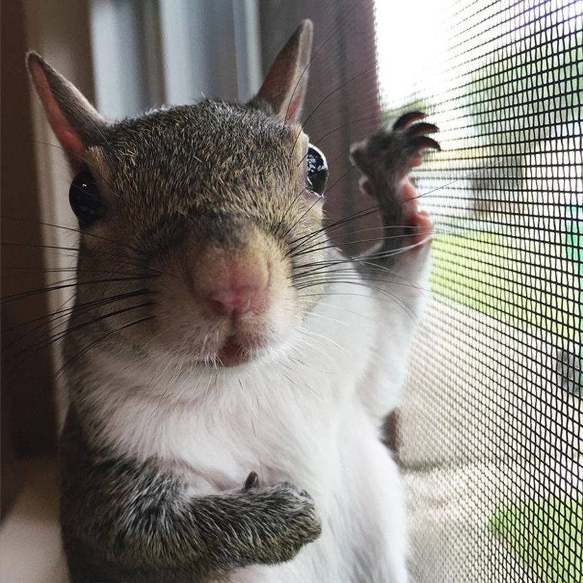 Ridiculously Photogenic Squirrel Named Jill