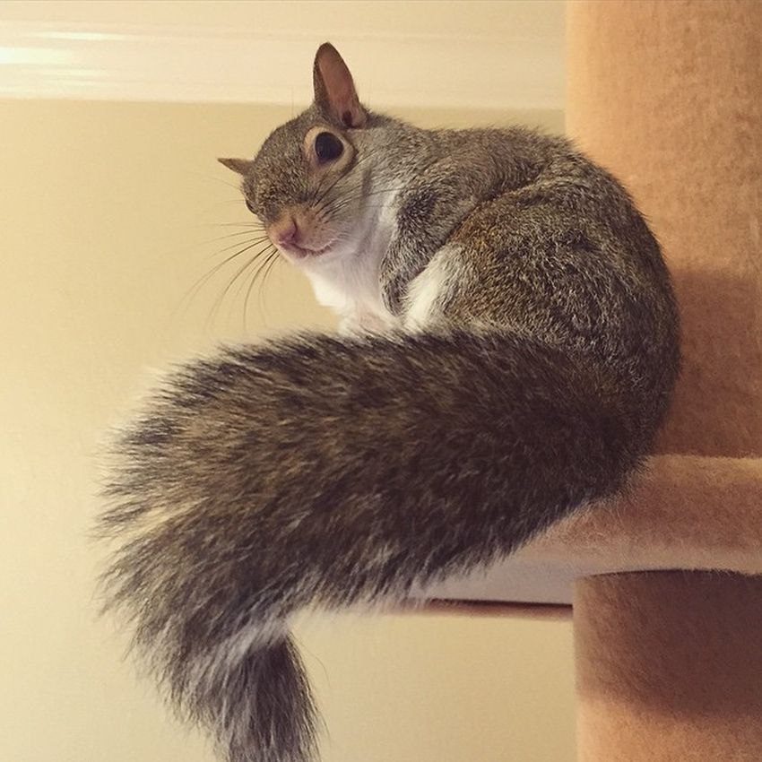 She has over 30 THOUSAND followers right now. Not bad for a squirrel, huh?