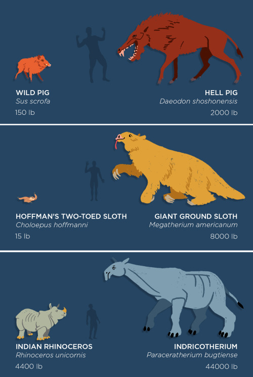 Giant Animals That Are Fortunately Extinct Now