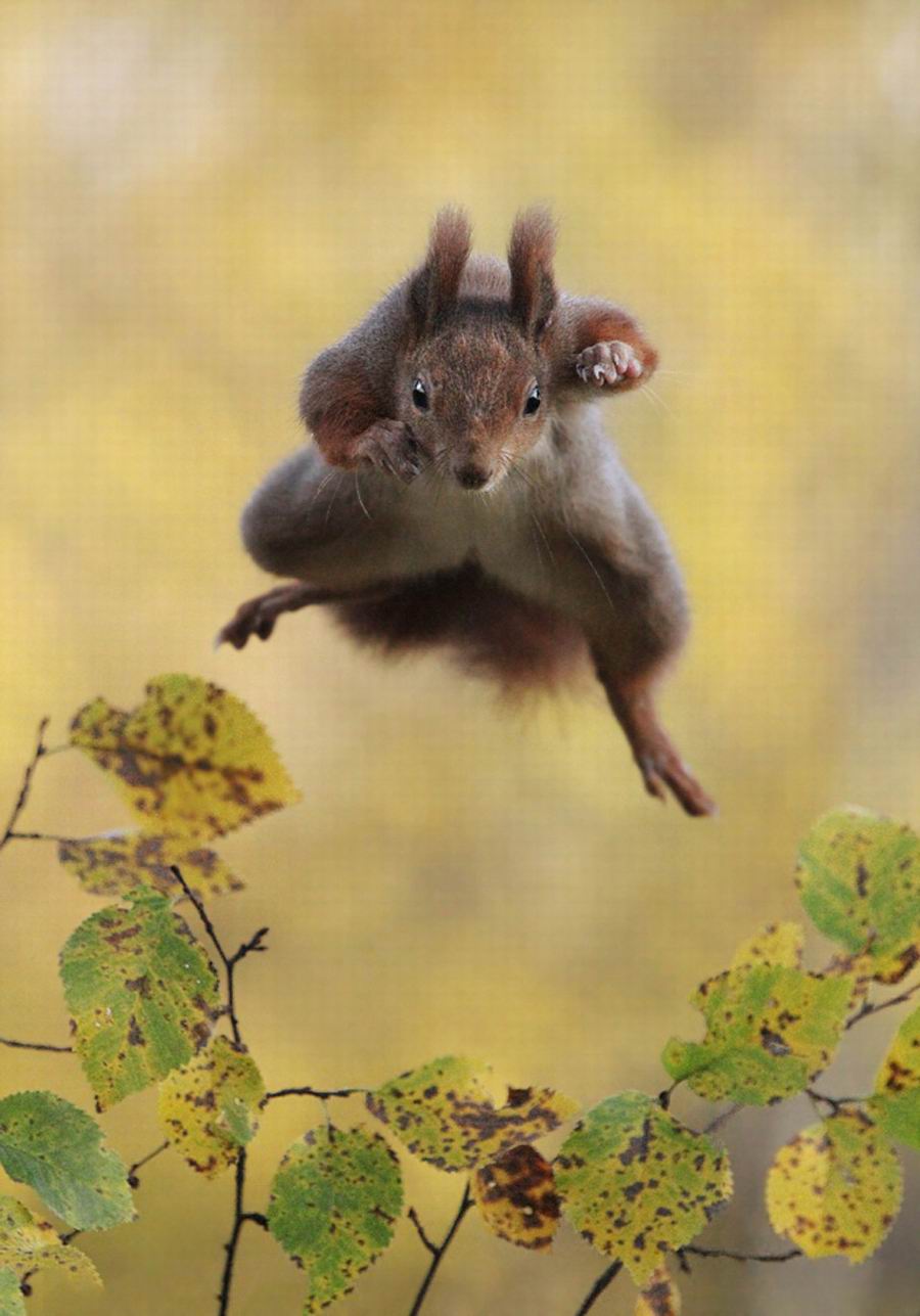 "Supersquirrel to the rescue!" (Julian Rad)