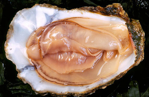 Oysters. They say Casanova ate FIFTY oysters a DAY, Romans used them at orgies. Oysters are said to give fertility mostly because they're very fertile themselves, but they also are a source of zinc.