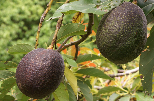 Avocado. Louis XIV of France used avocado and boasted how it's good for his libido, while Aztecs called the fruit "testicle".