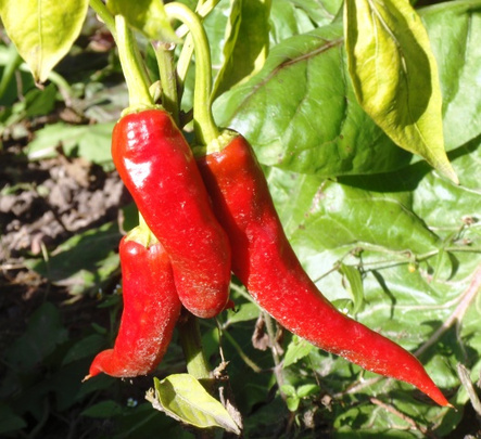 Chili peppers. They have capsaicin that makes you release endorphin. In the Caribbean they mix them with nuts, cinnamon, vanilla and brandy.