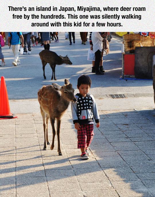 miyajima deer - There's an island in Japan, Miyajima, where deer roam free by the hundreds. This one was silently walking around with this kid for a few hours.