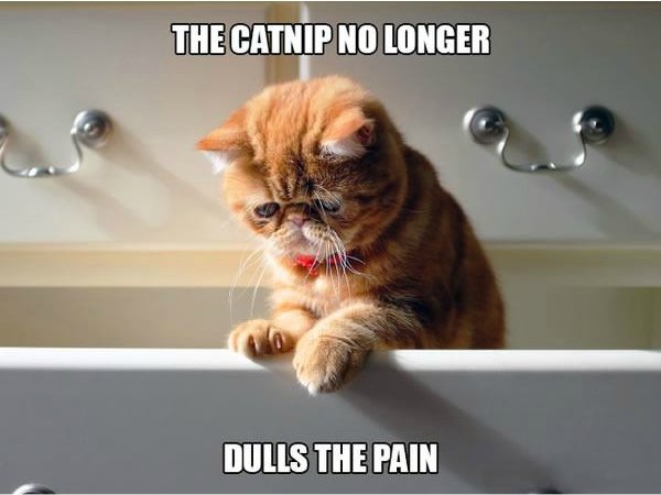 The Catnip No Longer Dulls The Pain