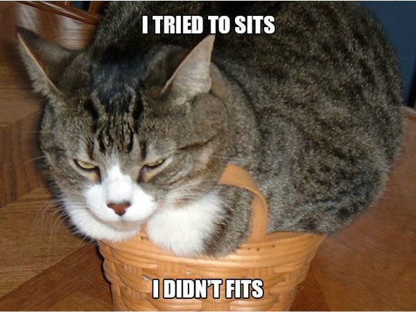 sad cats - I Tried To Sits I Didnt Fits